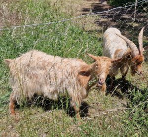 TAP FARM - GOATS