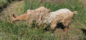 TAP FARM - GOATS