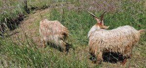 TAP FARM - GOATS