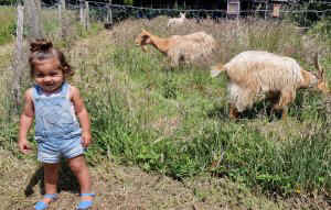 TAP FARM - GOATS