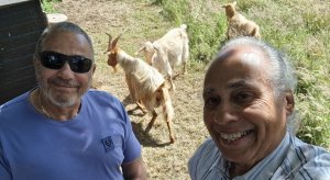 TAP FARM - GOATS