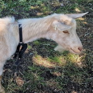 TAP FARM - GOATS