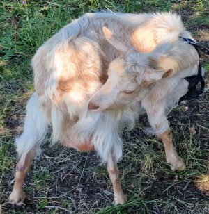 TAP FARM - GOATS