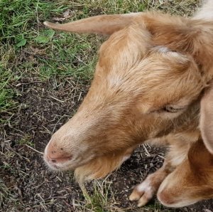TAP FARM - GOATS