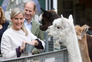 EARL & COUNTESS OF WESSEX - ALPACAS