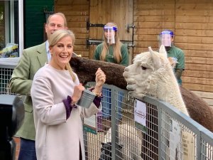 EARL & COUNTESS OF WESSEX - ALPACAS