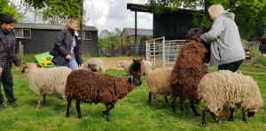 TAP FARM - Effingham, Surrey