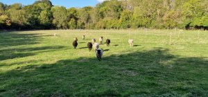 TAP FARM - Effingham, Surrey