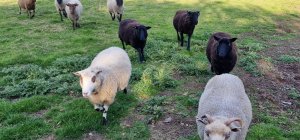 TAP FARM - Effingham, Surrey