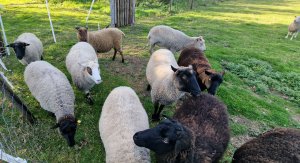 TAP FARM - Effingham, Surrey