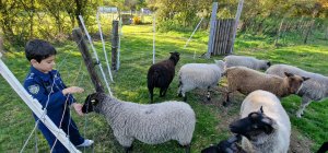 TAP FARM - Effingham, Surrey