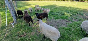 TAP FARM - Effingham, Surrey