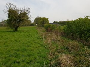 THE COPSE & LARGE FIELD